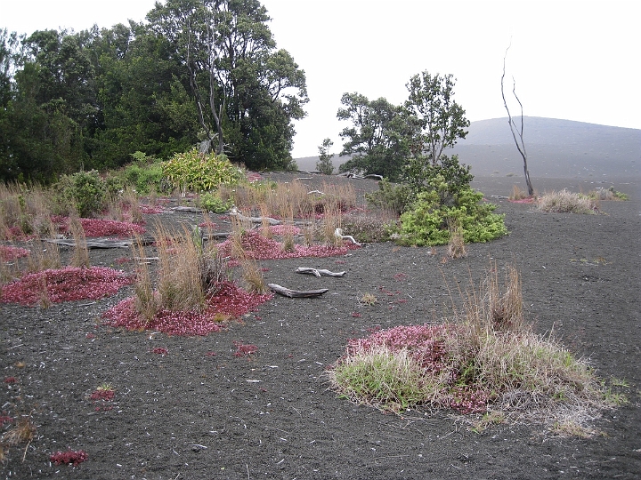14 Devastation Trail.jpg